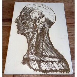 Gray’s Anatomy Head Wooden Artwork Medical Wall Fire & Pine Wood Engraved 11x15